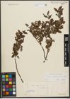 Foto von Salix waldsteiniana Willd.